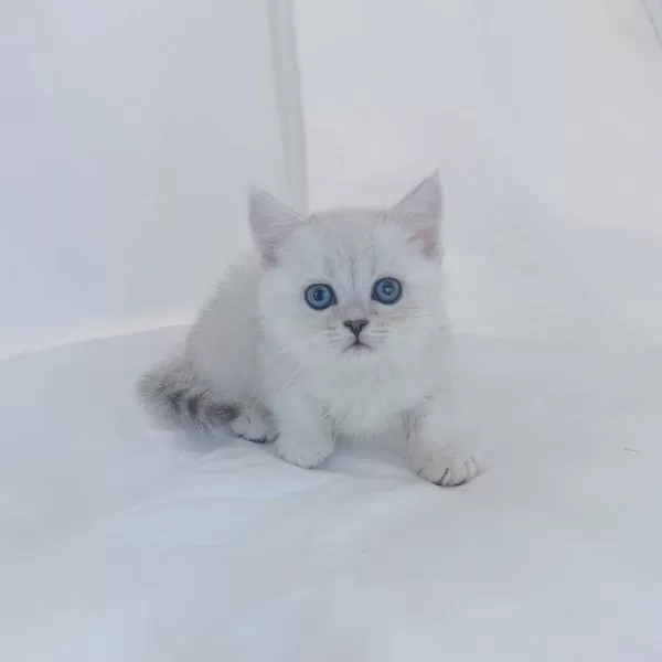 British Shorthair Yavruları