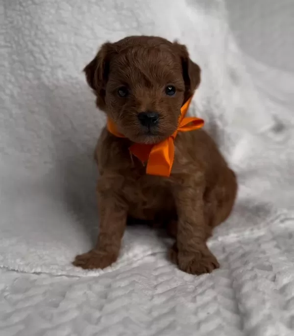 Evde Sevgiyle Büyüyen Maltipoo