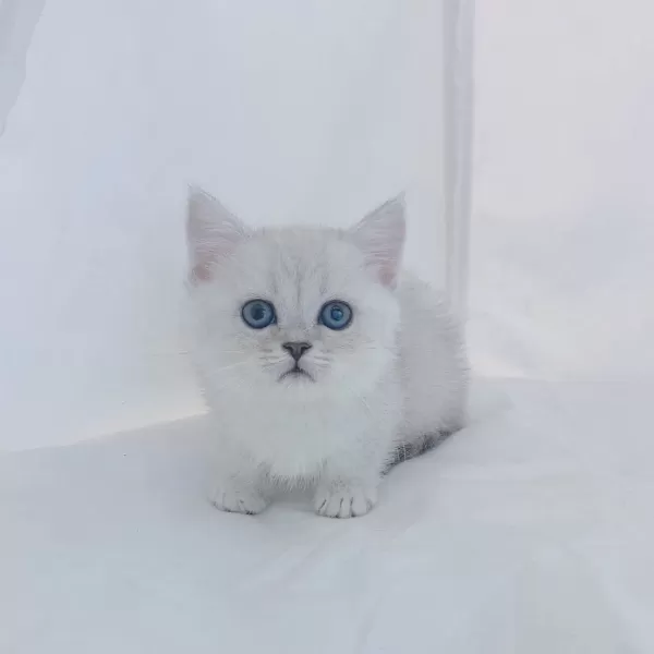 British Shorthair Yavruları