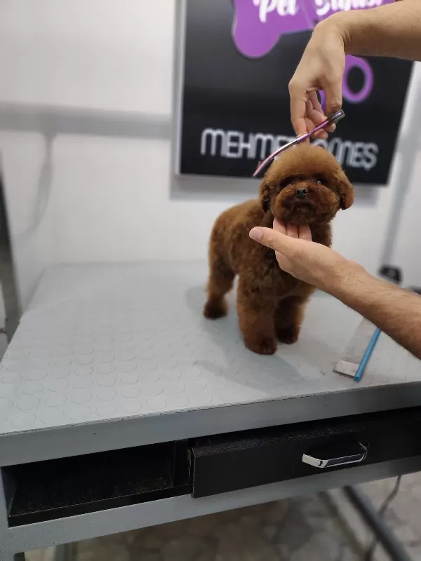 Mini Toy Poodle Lar