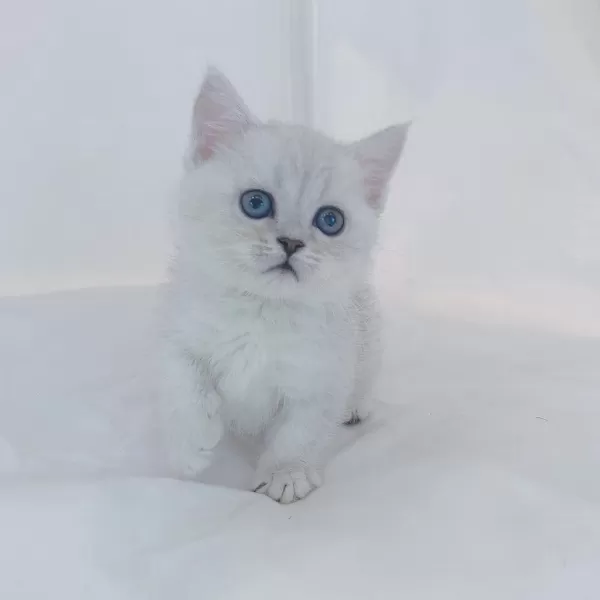 British Shorthair Yavruları
