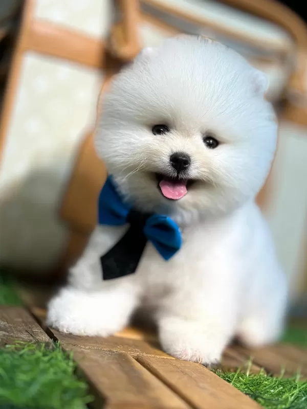 Zeki Ve Uyumlu Pomeranian Yavrular