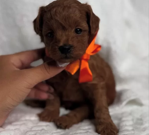 Sağlıklı Ve Sosyal Mini Poodle Yavruları