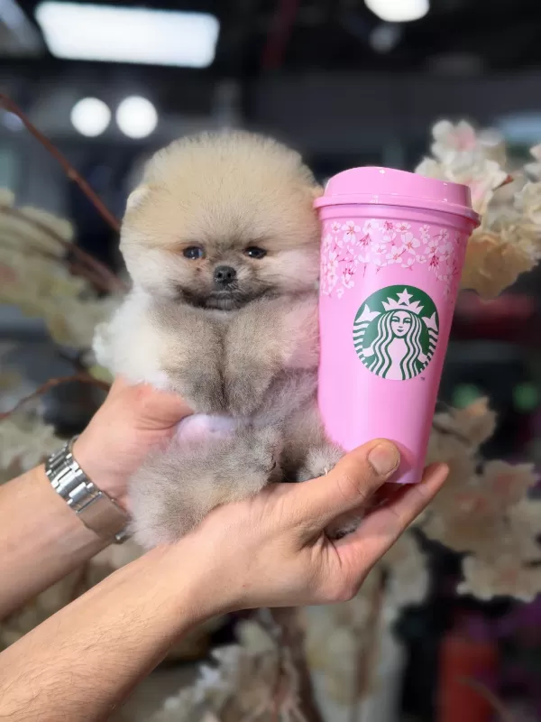 Özel Renk Mini Pomeranian Yavruları