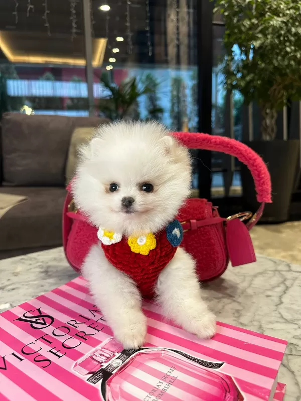 Ev Ortamına Uyumulu Pomeranian Boo