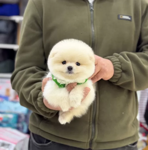 Pasaportlu Ve Karneli Pomeranian Yavruları