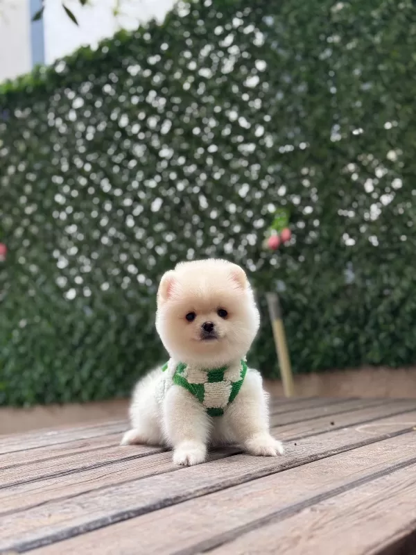 Aile Uyumlu Pomeranian Boo Yavruları