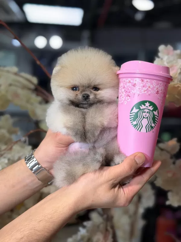 Özel Renk Mini Pomeranian Yavruları