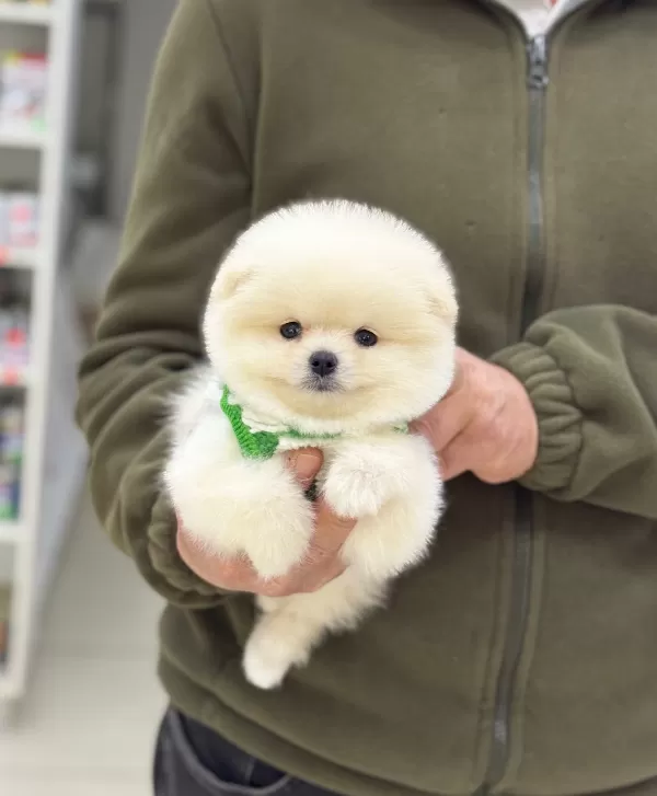 Pasaportlu Ve Karneli Pomeranian Yavruları