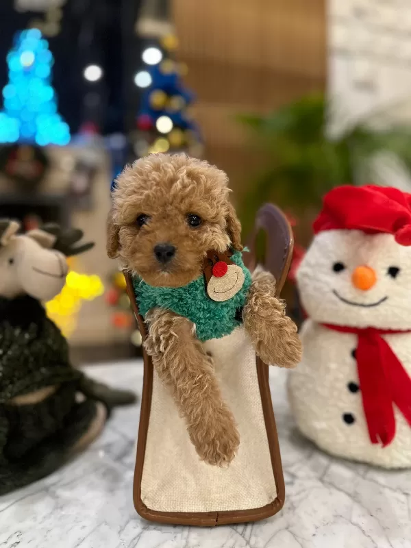 Zeki Ve Oyuncu Mini Poodle Lar