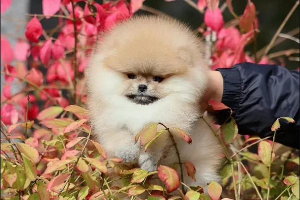 Teslime Hazır Pomeranian Yavrular