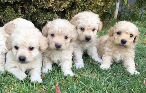 Irk Garantili Maltipoo Yavruları