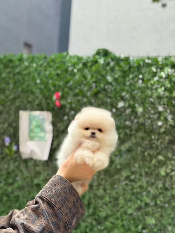 Show Kalite Pomeranian Boo
