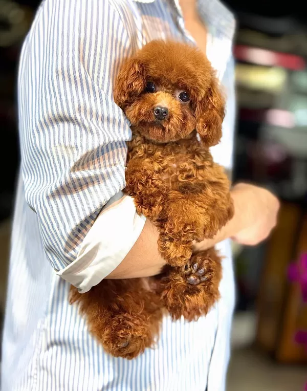 Safkan Toy Poodle Yavrularımız Yeni Yuvalarını Bekliyor