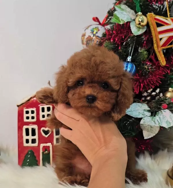 Sağlıklı Ve Sosyal Mini Poodle Yavruları