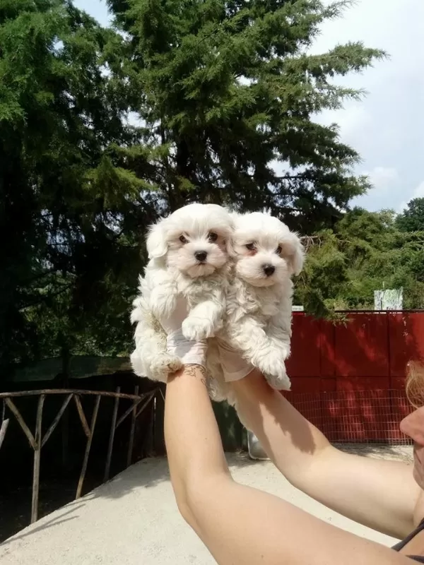 Orjinal Maltese Yavruları