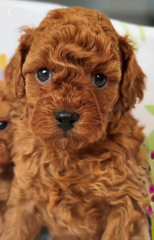 Safkan Poodle Yavrularımız Yeni Yuvasını Arıyor