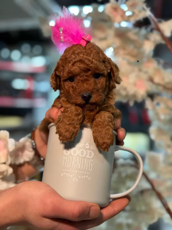 Yeni Yuvasına Hazır Oyuncu Poodle Minikler