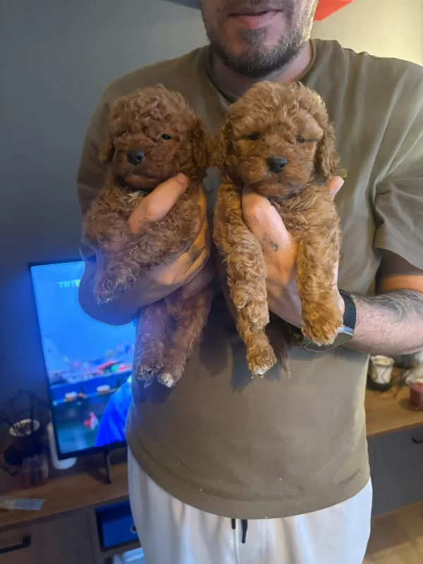 Mini Boy Toy Poodle Yavruları Sahiplendiriliyor
