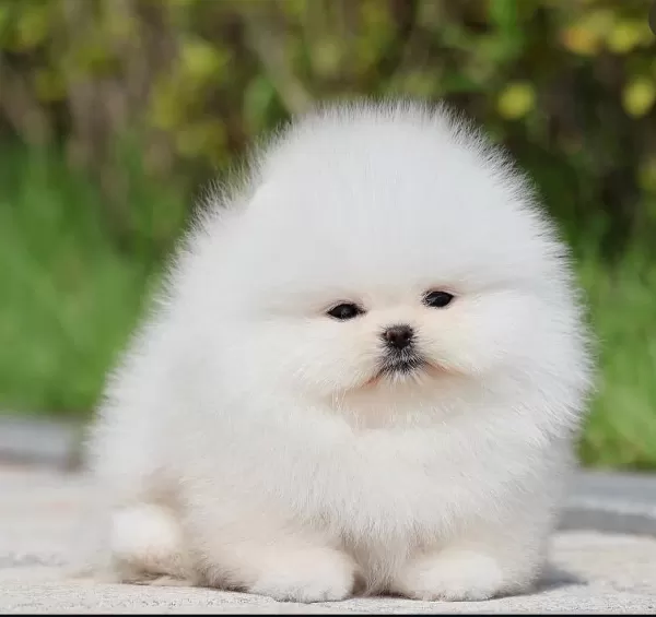 Bulut Gibi Beyaz Pomeranian