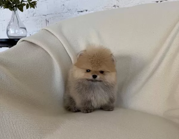 Mini Ve Fluffy Pomeranian Boo Bebekler