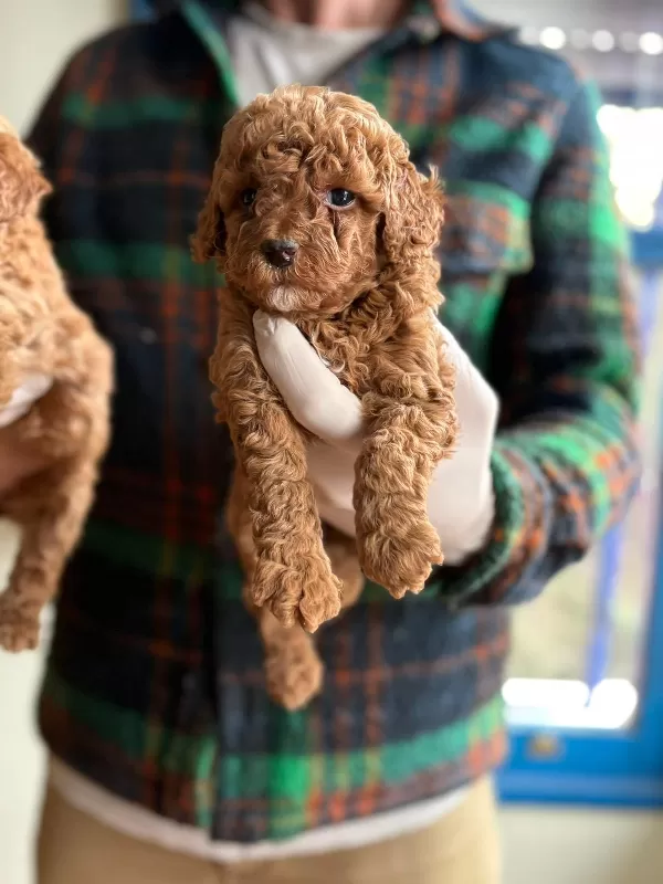Sevimli Ve Oyuncu Toy Poodle Yavruları