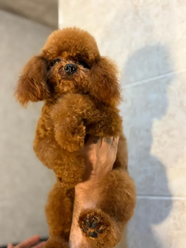 Sevimli Ve Oyuncu Toy Poodle Yavrusu