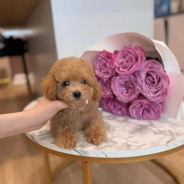 Şirin Surat Toy Poodle