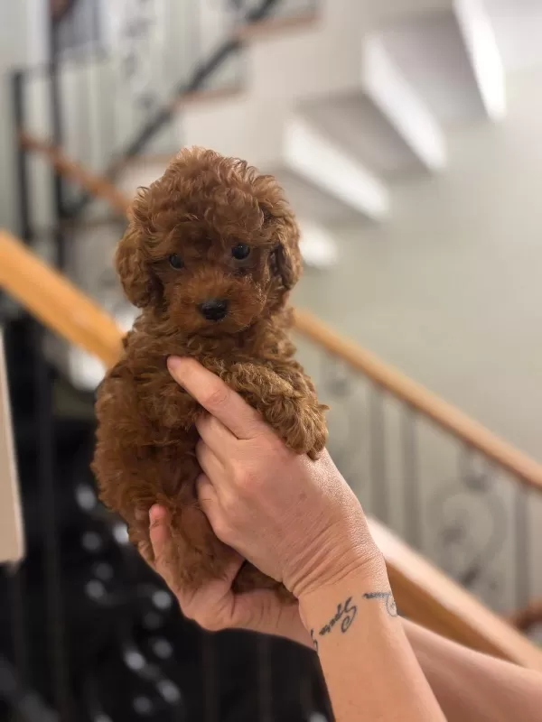 Pasaportlu Toy Poodle Yavrularımız