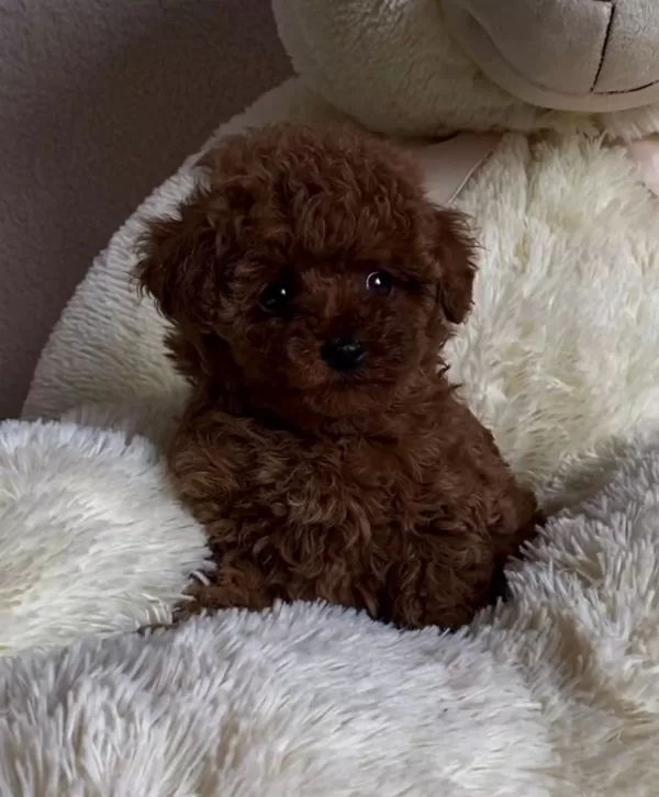 Yeni Ailesine Hazır Toy Poodle Yavruları