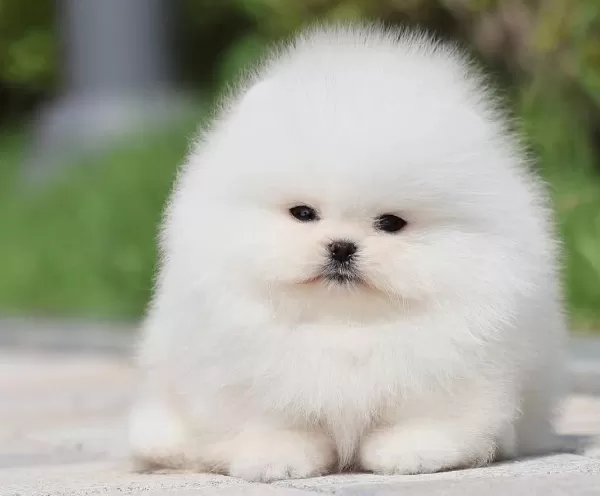 Bulut Gibi Beyaz Pomeranian