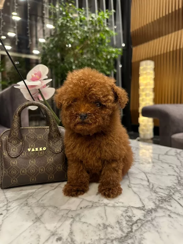 Teddy Face Mini Toy Poodle Yavru