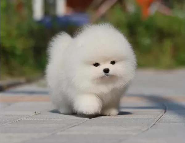 Satışa Hazır Pomeranian Boo Yavrular