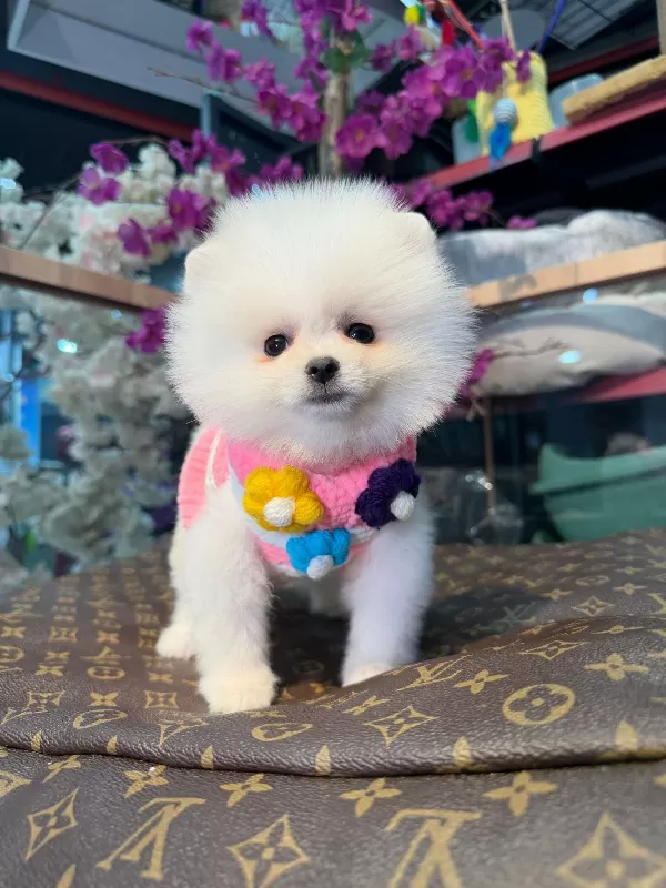 Uysal Ve Neşeli Pomeranian