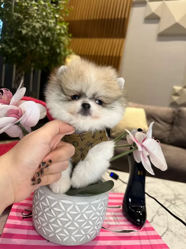 Pomeranian Boo Yeni Yuvasına Gitmeye Hazır