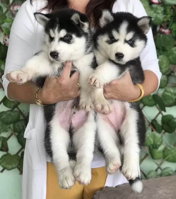 Husky Sibirya Yavruları