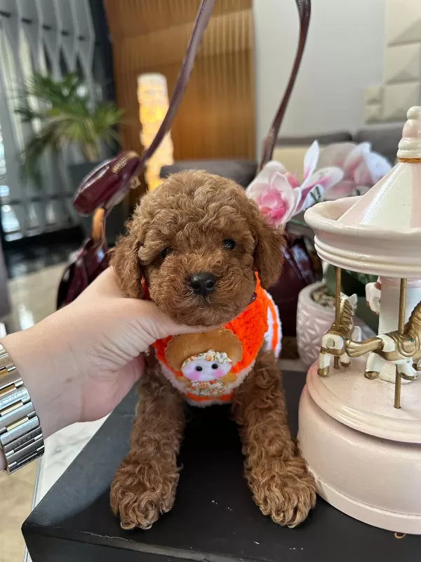 Aile Dostu Mini Toy  Poodle Yavrular