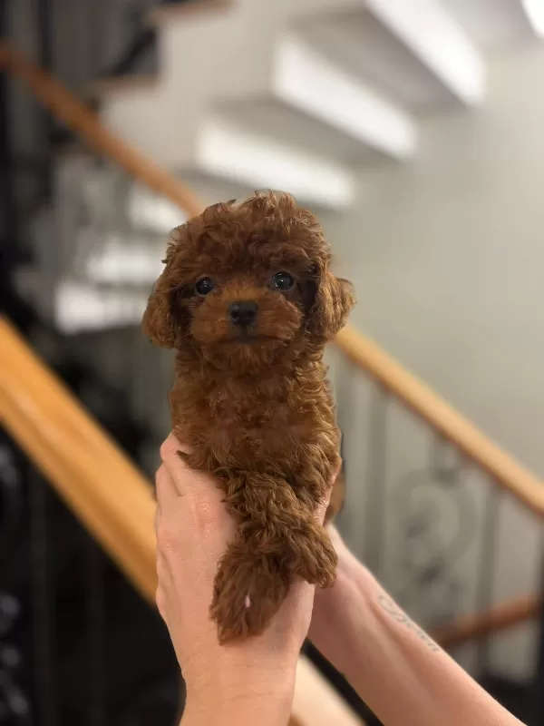 Pasaportlu Toy Poodle Yavrularımız
