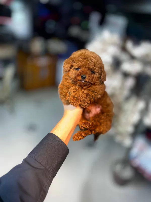 Mini Toy Poodle Yavrular