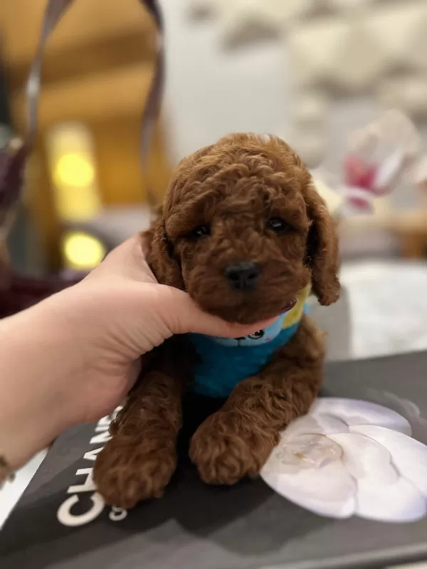 Sevimliliğiyle Dikkat Çeken Toy Poodle