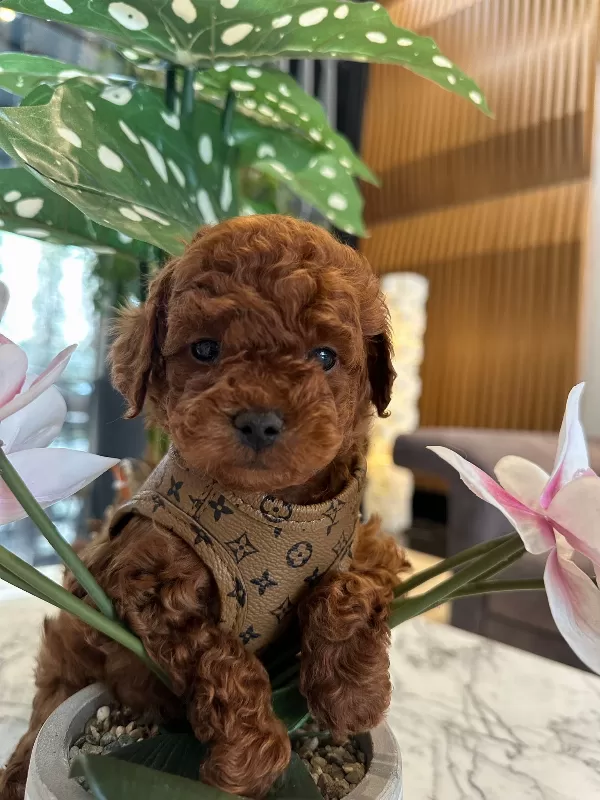 Mini Poodle Lar Yeni Yuvasını Arıyor