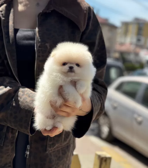 Uysal Ve Neşeli Pomeranian
