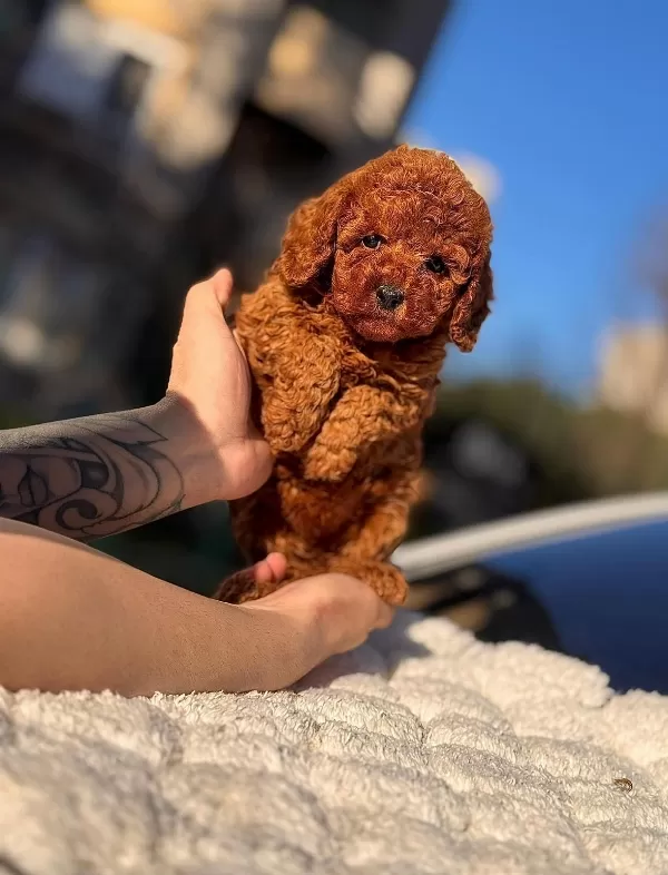 Sosyal Ve Uysal Mini Poodle Yavruları