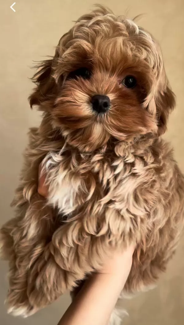 Pamuk Şeker Maltipoo Yavruları