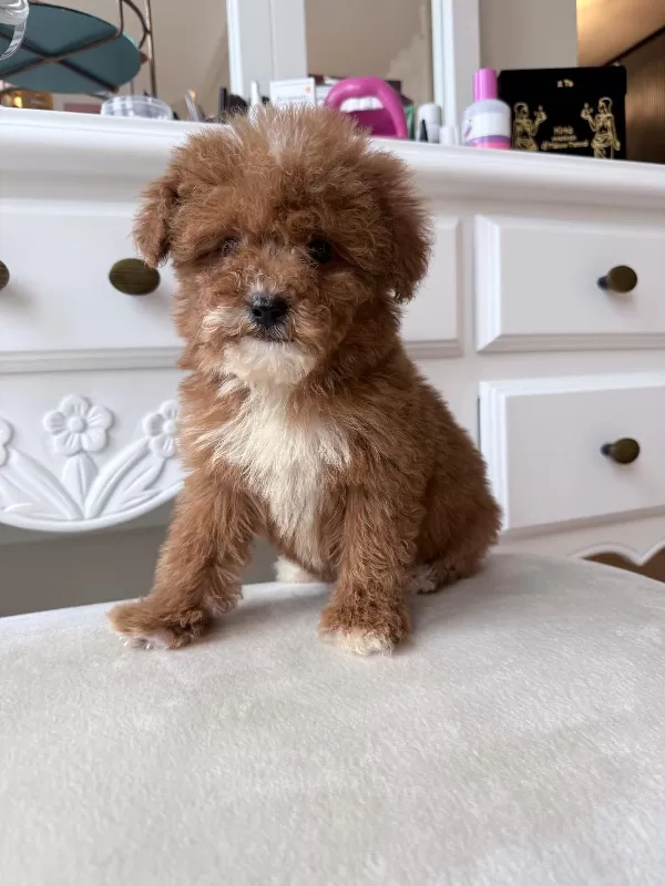 Mini Boy Toy Poodle Yavruları