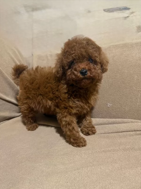 Mini Toy Poodle Lar