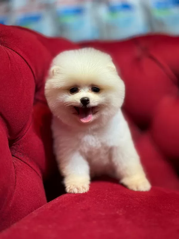 Mini Boy Pomeranian Boo Yavrular