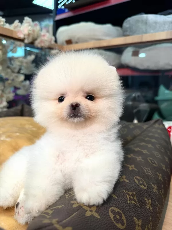 Mini Boy Teddy Face Pomeranian Yavruları
