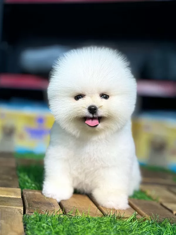 Yeni Yuvasını Bekleyen Pomeranian Yavrular
