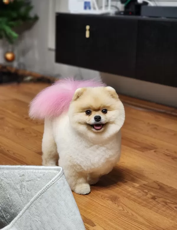 Ayıcık Surat Pomeranian Yavrular